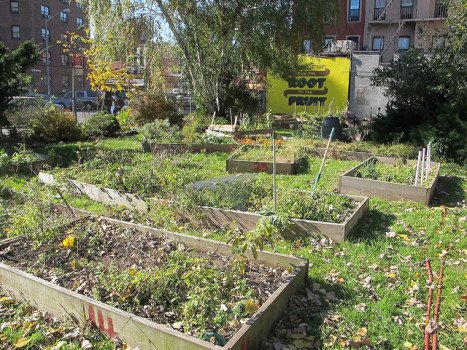 Жители Нью-Йорка протестуют против плана по разрушению общественных садов