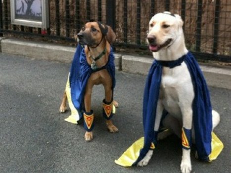 Dogone It! Собаки протестуют против захвата Нью-Йоркским университетом пробега для собак в деревне