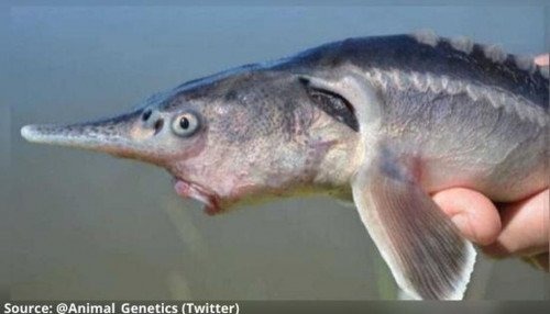 Новые виды рыб: ученые случайно разводят неродственные виды, создают «осетровых рыб»?